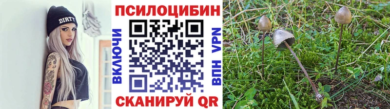 что такое   Александровск  Галлюциногенные грибы GOLDEN TEACHER 